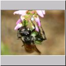 Astata boops - Wanzengrabwespe w05b 10mm mit Wanze auf Heide - Niedringhaussee.jpg